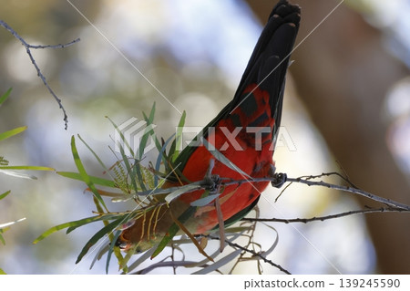 Australian king parrot. Australian king parrot. 139245590