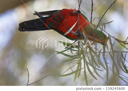 Australian king parrot. 139245600