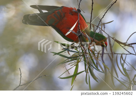 Australian king parrot. Australian king parrot. 139245602