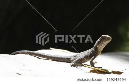 Eastern water dragon. Eastern water dragon. 139245694