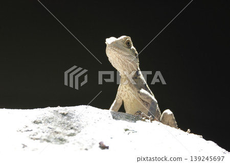 Eastern water dragon. Eastern water dragon. 139245697