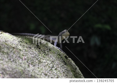 Eastern water dragon. Eastern water dragon. 139245705