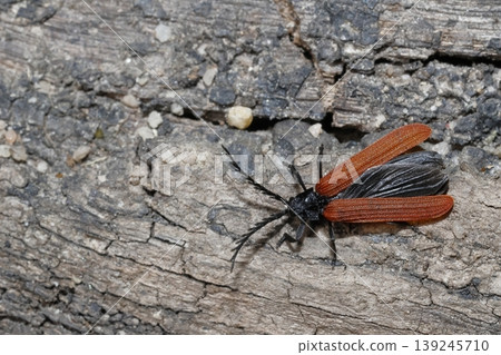 Net-winged beetle getting ready to fly. 139245710