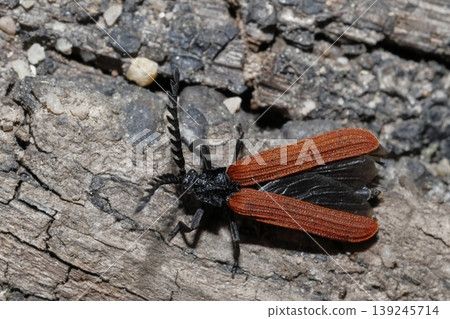Net-winged beetle getting ready to fly. Net-winged beetle getting ready to fly. 139245714