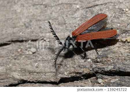 Net-winged beetle getting ready to fly. 139245722