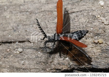Net-winged beetle getting ready to fly. 139245723