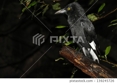 Pied currawong Strepera graculina. Pied currawong Strepera graculina. 139245726