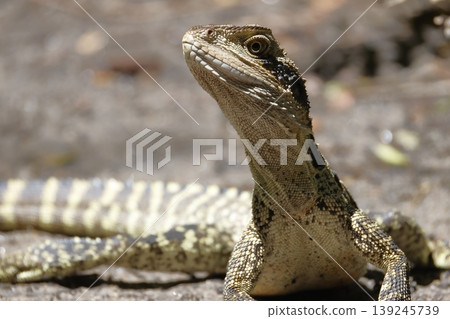 Eastern water dragon. Eastern water dragon. 139245739