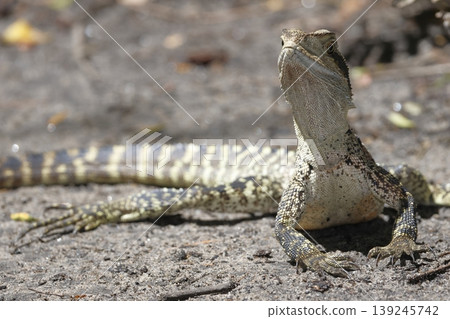 Eastern water dragon. Eastern water dragon. 139245742
