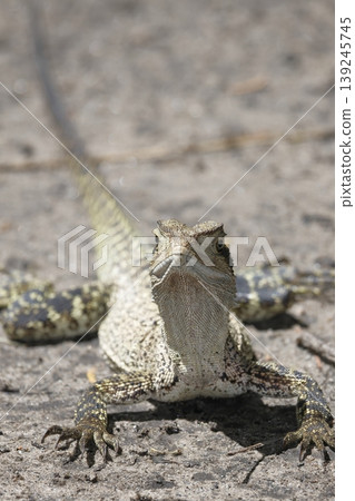 Eastern water dragon. 139245745
