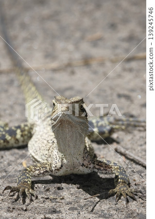Eastern water dragon. Eastern water dragon. 139245746