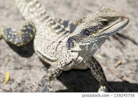 Eastern water dragon. Eastern water dragon. 139245756