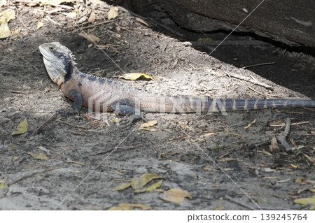 Eastern water dragon. 139245764