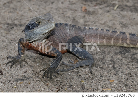 Eastern water dragon. Eastern water dragon. 139245766