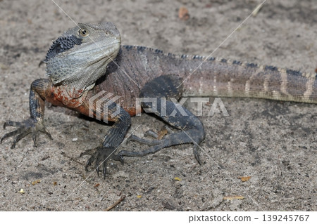 Eastern water dragon. Eastern water dragon. 139245767