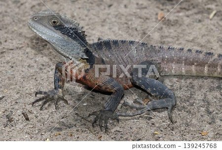 Eastern water dragon. Eastern water dragon. 139245768