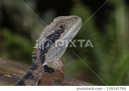 Eastern water dragon. 139245769
