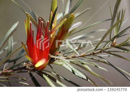 Flower of mountain devil. Flower of mountain devil. 139245770