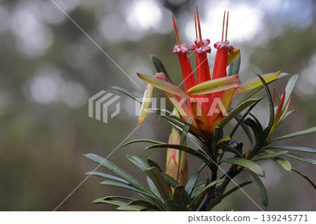 Flower of mountain devil. 139245771