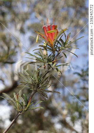 Flower of mountain devil. Flower of mountain devil. 139245772