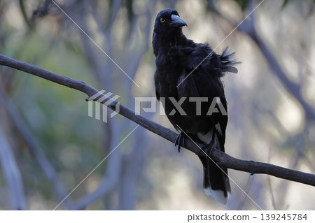 Pied currawong Strepera graculina. 139245784