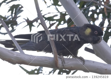 Yellow-tailed black cockatoo. Yellow-tailed black cockatoo. 139245819