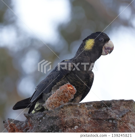 Yellow-tailed black cockatoo. Yellow-tailed black cockatoo. 139245821