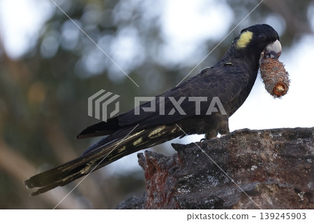 Yellow-tailed black cockatoo. Yellow-tailed black cockatoo. 139245903