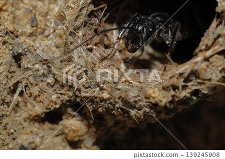 Carpenter ant Camponotus sp. Carpenter ant Camponotus sp. 139245908