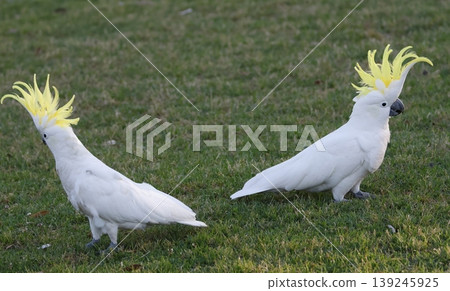 Greater sulphur-crested cockatoos. Greater sulphur-crested cockatoos. 139245925