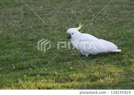 Greater sulphur-crested cockatoo. Greater sulphur-crested cockatoo. 139245929