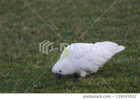 Greater sulphur-crested cockatoo. Greater sulphur-crested cockatoo. 139245932