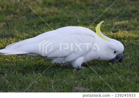 Greater sulphur-crested cockatoo. Greater sulphur-crested cockatoo. 139245933