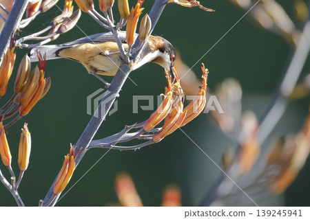 Male eastern spinebill. Male eastern spinebill. 139245941