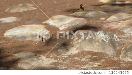Swordgrass browns in flight. Swordgrass browns in flight. 139245955