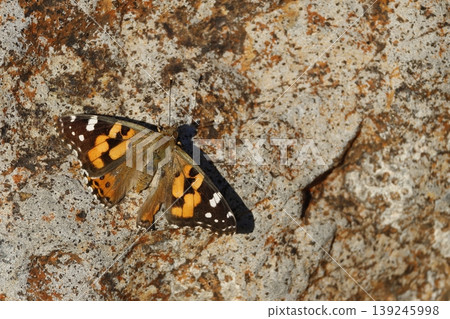 Australian painted lady. Australian painted lady. 139245998