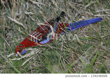 Crimson rosella feeding. Crimson rosella feeding. 139246006