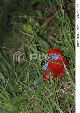 Crimson rosella feeding. 139246033