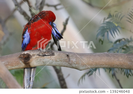 Crimson rosella preening. Crimson rosella preening. 139246048