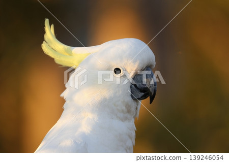 Greater sulphur-crested cockatoo. Greater sulphur-crested cockatoo. 139246054