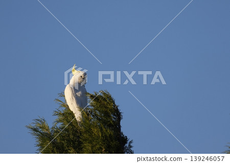 Greater sulphur-crested cockatoo. 139246057