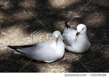 Silver gulls resting. Silver gulls resting. 139246096