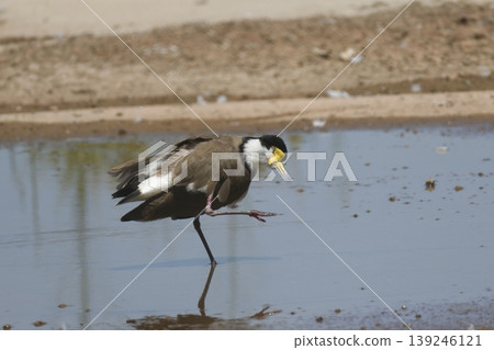Masked lapwing scratching. Masked lapwing scratching. 139246121
