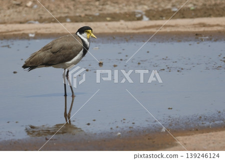 Masked lapwing Vanellus miles novaehollandiae. 139246124