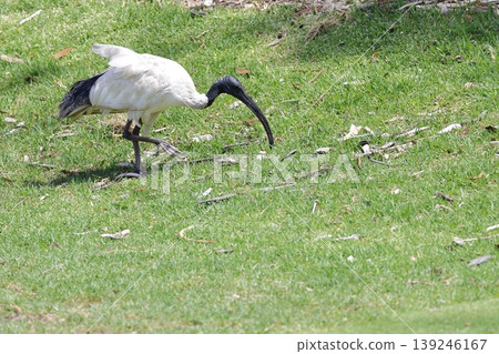 Australian white ibis. Australian white ibis. 139246167
