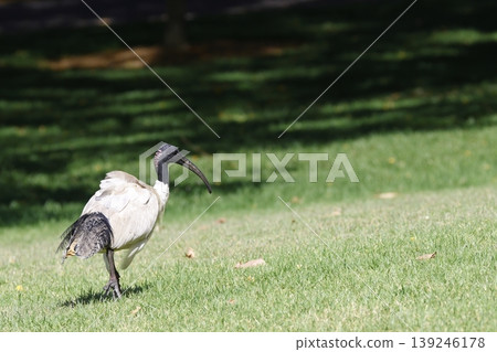 Australian white ibis. 139246178