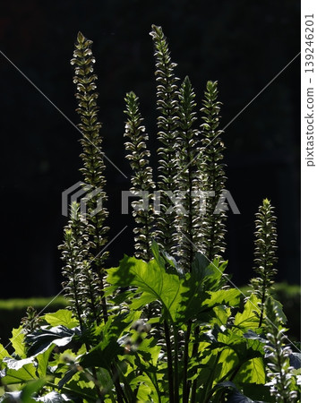 Inflorescences of bear's breeches. Inflorescences of bear's breeches. 139246201