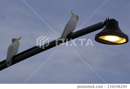 Greater sulphur-crested cockatoos. Greater sulphur-crested cockatoos. 139246204