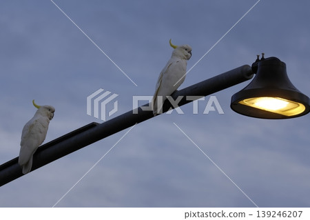 Greater sulphur-crested cockatoos. Greater sulphur-crested cockatoos. 139246207
