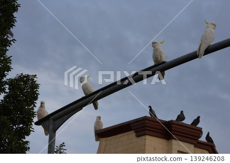 Greater sulphur-crested cockatoos. Greater sulphur-crested cockatoos. 139246208